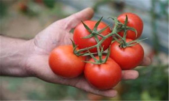 کاهش قیمت گوجه‌ فرنگی به دی‌ ماه موکول شد