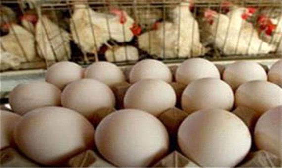 80 درصد واحدهای مرغ تخم‌گذار قم فعال‌اند