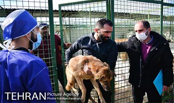 150 قلاده سگ در پناهگاه ها و مناطق امن رهاسازی شدند