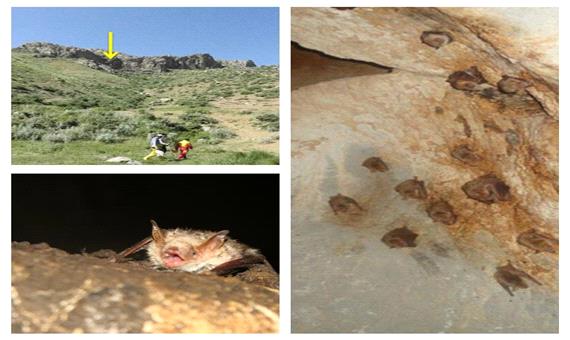 سه گونه خفاش کمیاب در استان کردستان تحت حفاظت محیط زیست قرار گرفتند