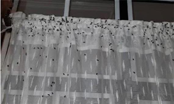 هجوم سوسک های سیاه گندم به  استان قزوین