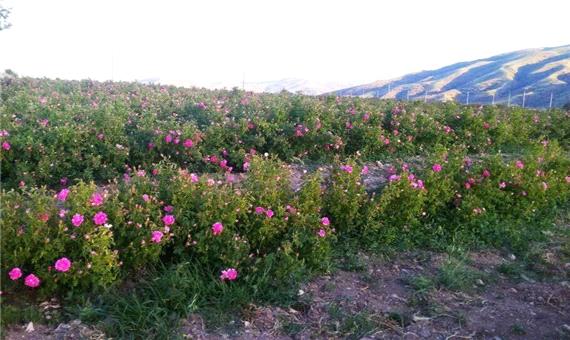 448 هکتار از مزارع قم زیر کشت گل محمدی است
