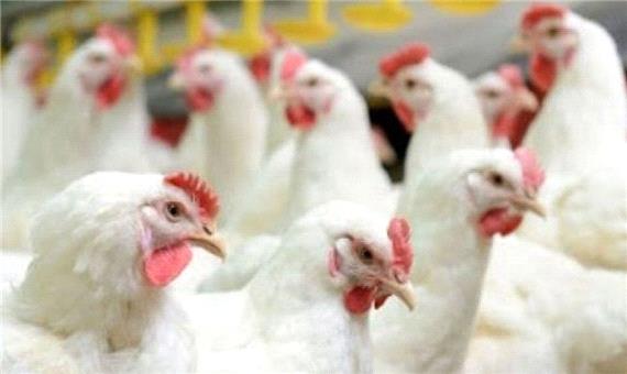 حل نوسانات مرغ گرم در چند روز آینده؛کمبود مرغ نداریم حل می‌شود