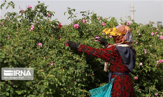 کشاورزی عامل اصلی در توسعه اشتغال زنان روستایی قم است