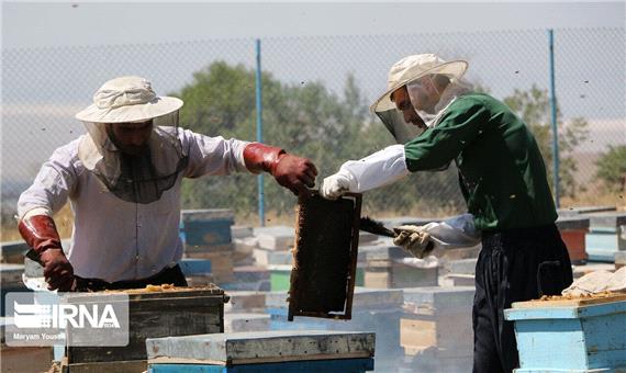 سالانه 336 تن عسل در قم تولید می‌شود