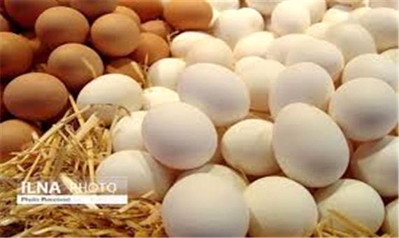 توزیع تخم مرغ با قیمت هر کیلو 14 هزار و 500 تومان در قم
