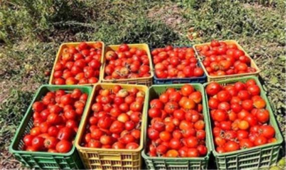 قیمت گوجه به 4هزار تومان می‌رسد