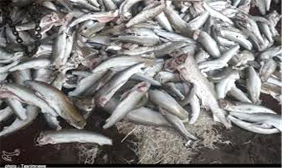 کشف 300 کیلوگرم ماهی حرام گوشت در ری