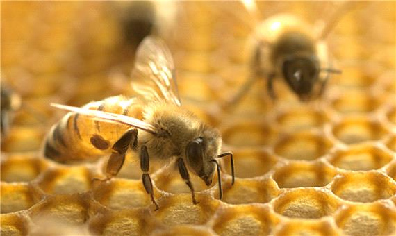 ظرفیت تولید عسل در قم رو به افزایش است