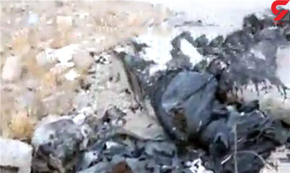 ماجرای سوزاندن 50 سگ در کیسه زباله