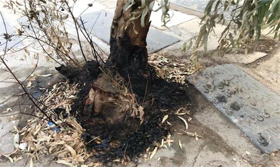 ماجرای سوزاندن درختان قبرستان نوی قم چیست؟!