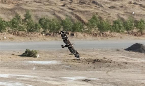 (تصاویر) آزادسازی پرندگان شکاری در طبیعت قم