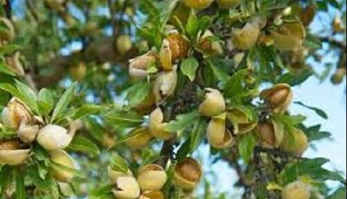 خوراکی‌ای که مغز کودکان را تقویت می‌کند