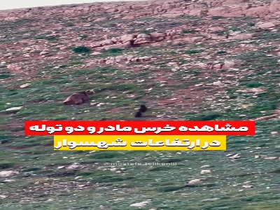 مشاهده خرس مادر و توله‌اش در ارتفاعات شهسوار