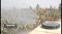 استفاده از دستگاه نوین سم پاشی در مزرعه پسته در قم