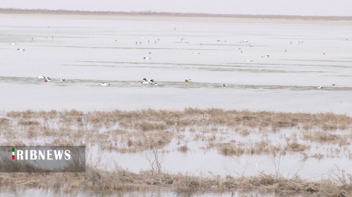 تالاب مره قم میزبان بیش از سی و پنج هزار پرنده مهاجر