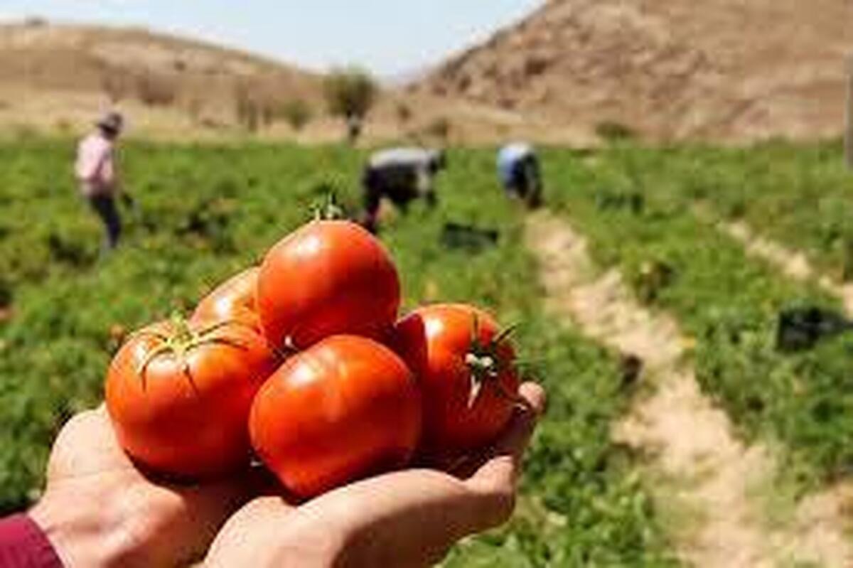 وابستگی ۹۸ درصدی کشور به بذر هیبرید وارداتی