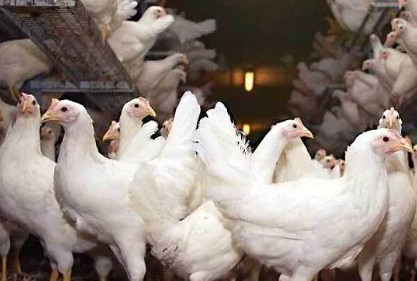 عصر قم