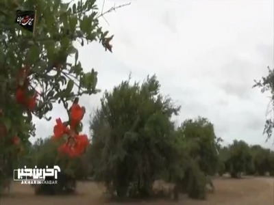 چرا تالاب میانکاله در آتش می‌سوزد؟