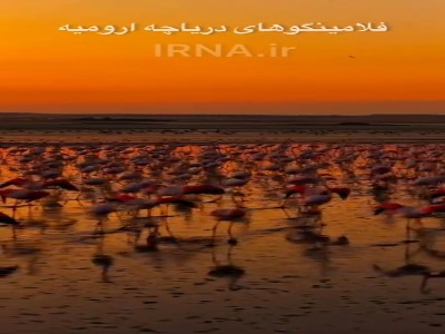«فلامینگوها» به آغوش دریاچه ارومیه بازگشتند
