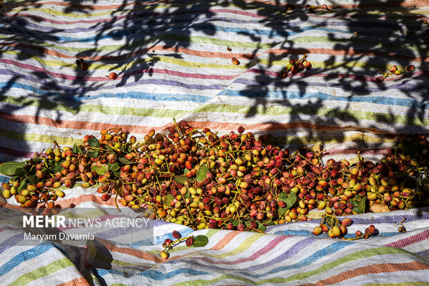 عصر قم